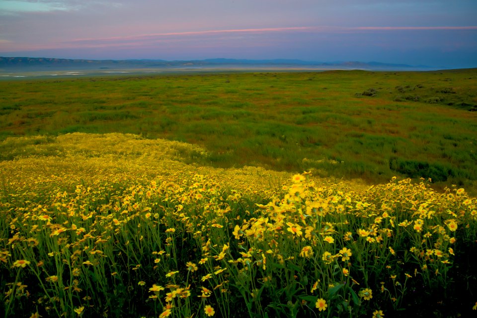 Super Bloom 2017 at Carrizo Plain National Monument