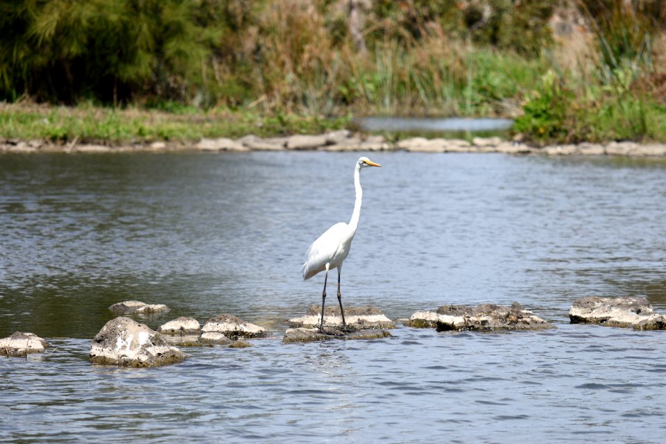 Heron 01