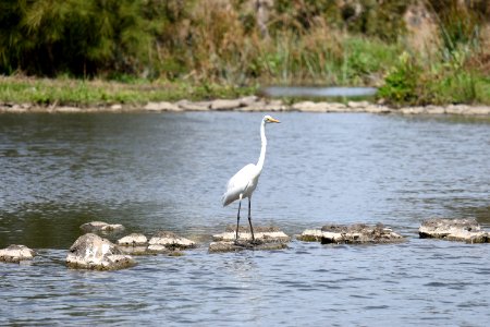 Heron 01
