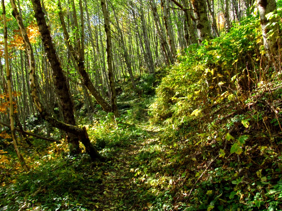 Coldwater Lake Loop Trail in WA