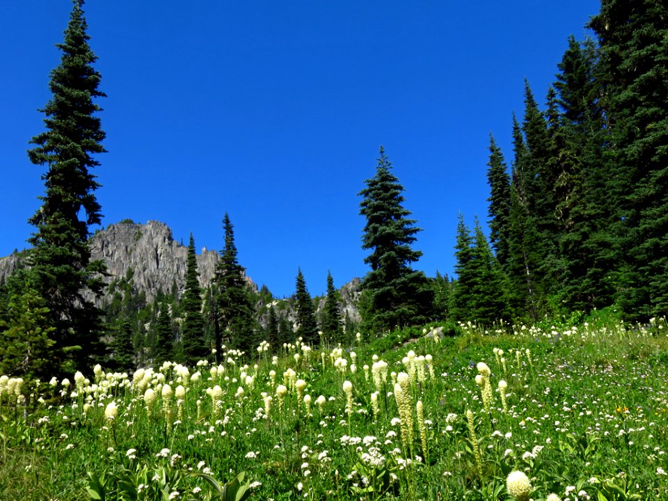 Bear Grass at Mt. Rainier NP in WA