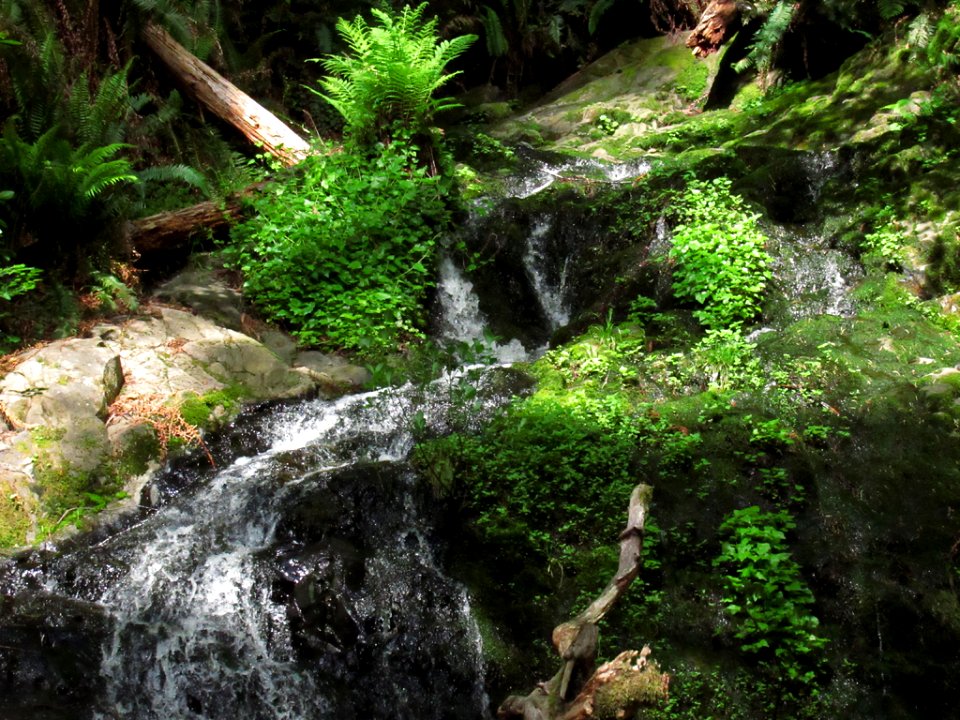 Fern Falls at Jedediah Smith Redwoods SP in California