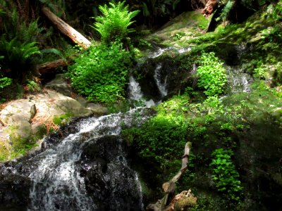 Fern Falls at Jedediah Smith Redwoods SP in California