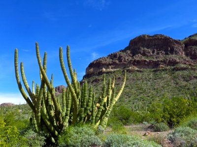 Organ Pipe Cactus NM in AZ