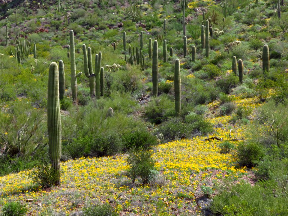 Wildflowers at Organ Pipe Cactus NM in AZ