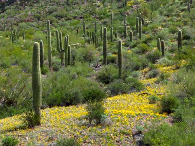 Wildflowers at Organ Pipe Cactus NM in AZ