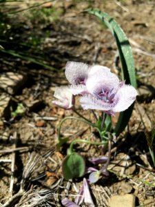 Cahto Peak Calochortus