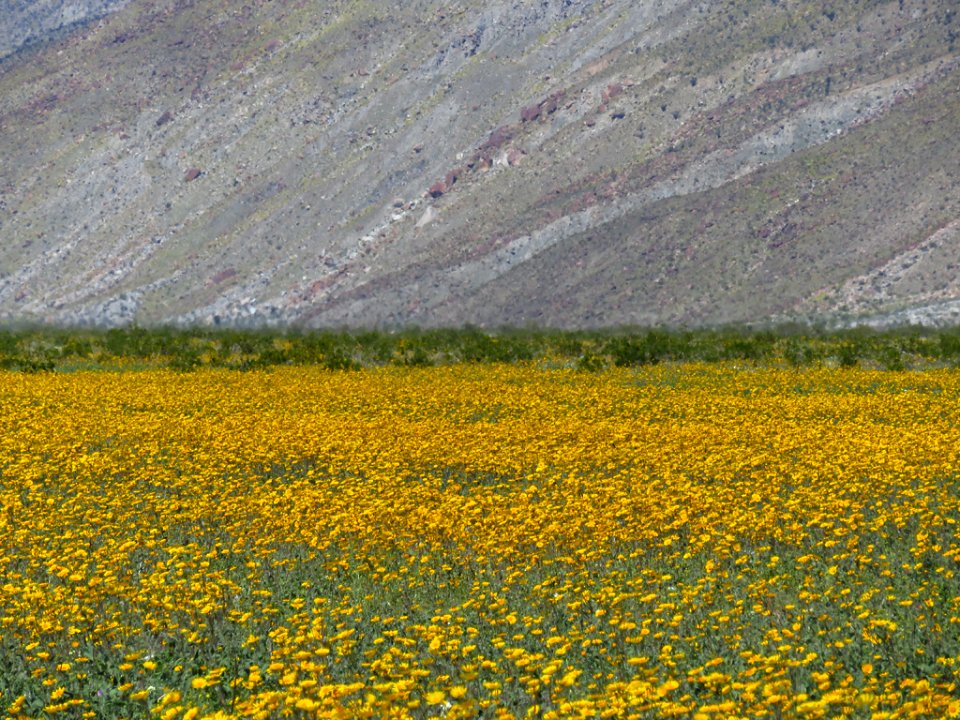 Henderson Canyon with Wildflowers at Anza-Borrego Desert SP in CA