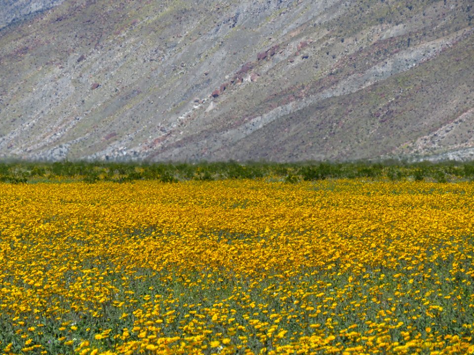 Henderson Canyon with Wildflowers at Anza-Borrego Desert SP in CA photo