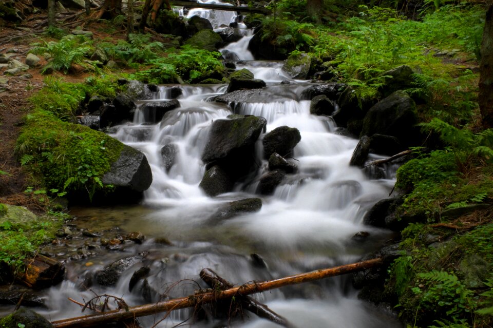 Forest waters landscape photo