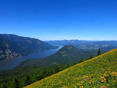 Wildflowers on Dog Mountain Trail in Washington