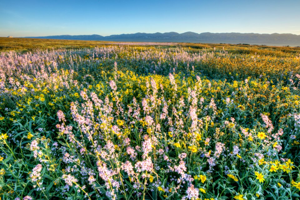 Super Bloom 2017 at Carrizo Plain National Monument