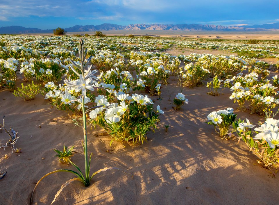 Cadiz Dunes Wilderness