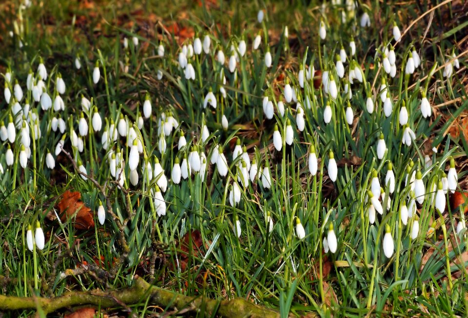 White nature plant