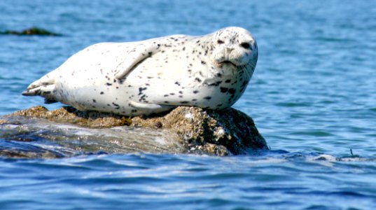California Coastal National Monument at Trinidad Head