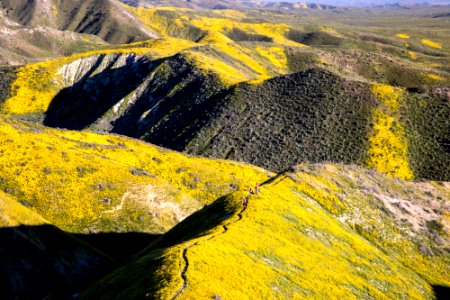 Super Bloom 2017 at Carrizo Plain National Monument