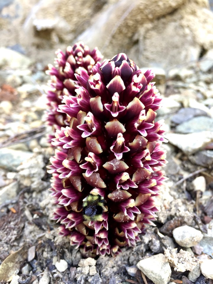 Lacks Creek California Groundcone