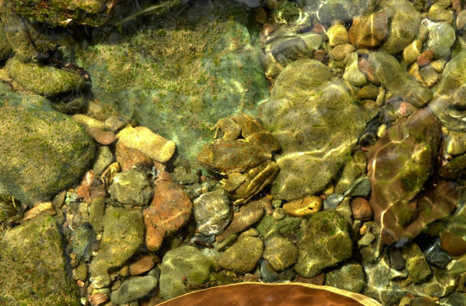 Foothill Yellow Legged Frog