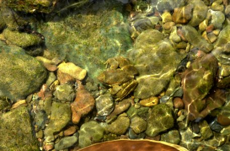 Foothill Yellow Legged Frog