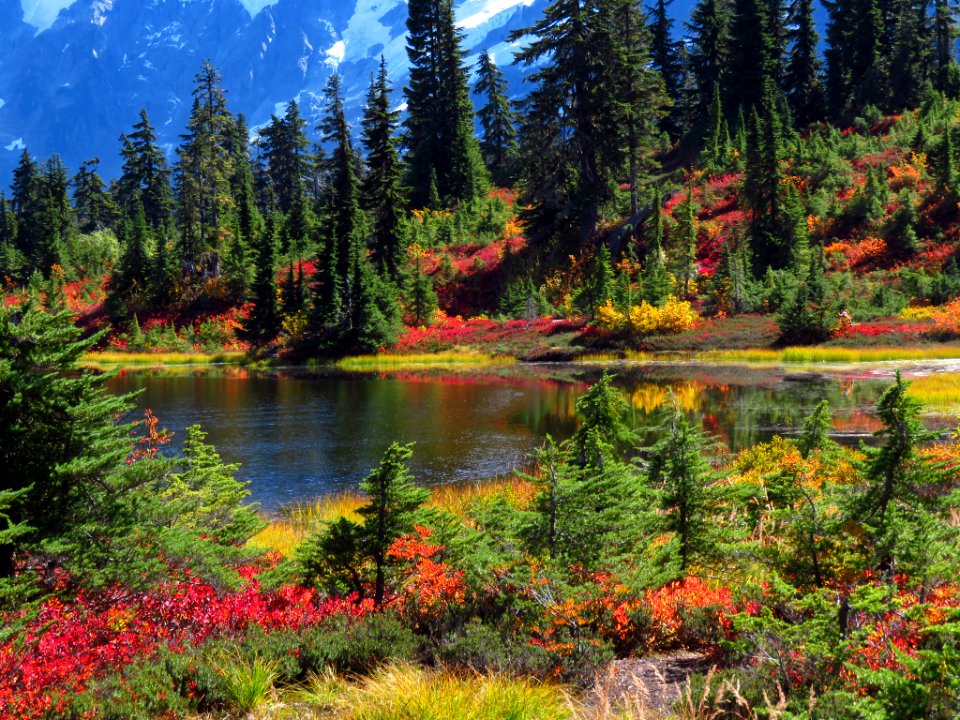 Autumn at Picture Lake in WA