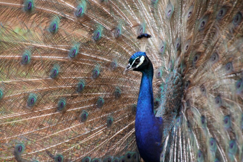 Animal wild wildlife
