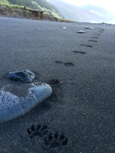 River Otter Tracks