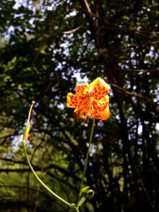 Leopard Lily, Siskiyou Grazing Lease