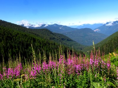 Hidden Lake Trail at North Cascades NP in WA photo