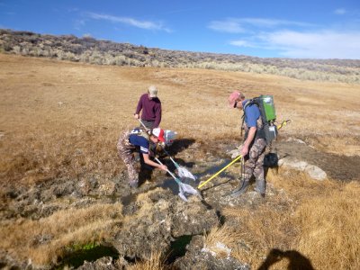 Removing Mosquito Fish from Little Alkali