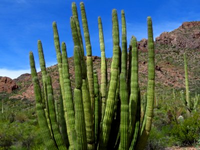 Organ Pipe Cactus NM in AZ