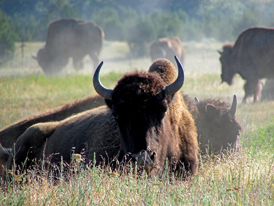 National Bison Range in MT