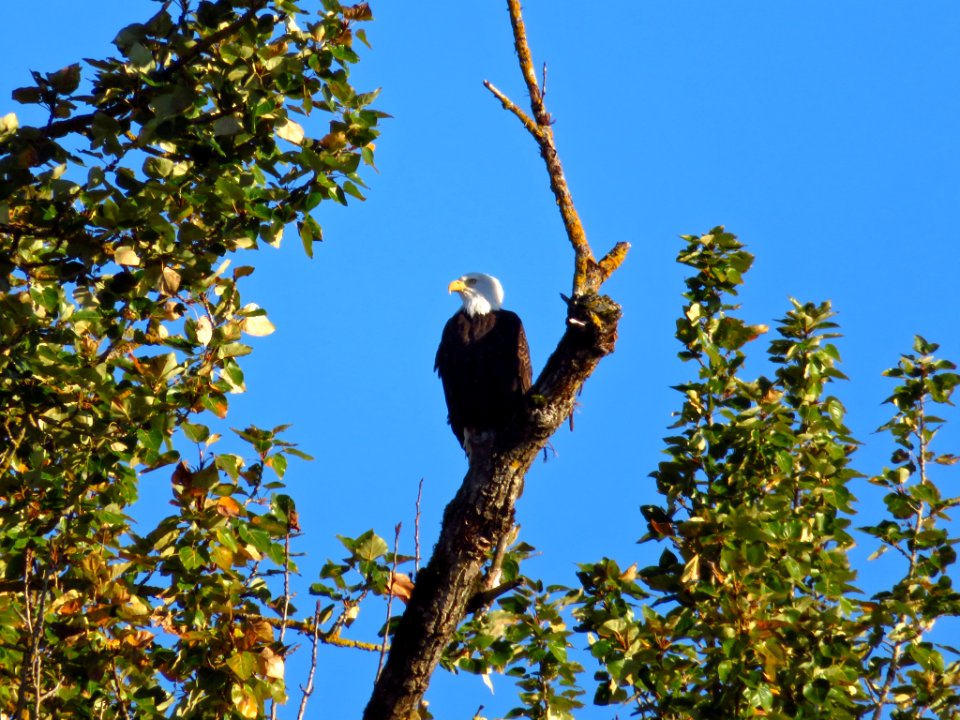 Bald Eagle at Steigerwald Lake NWR in WA