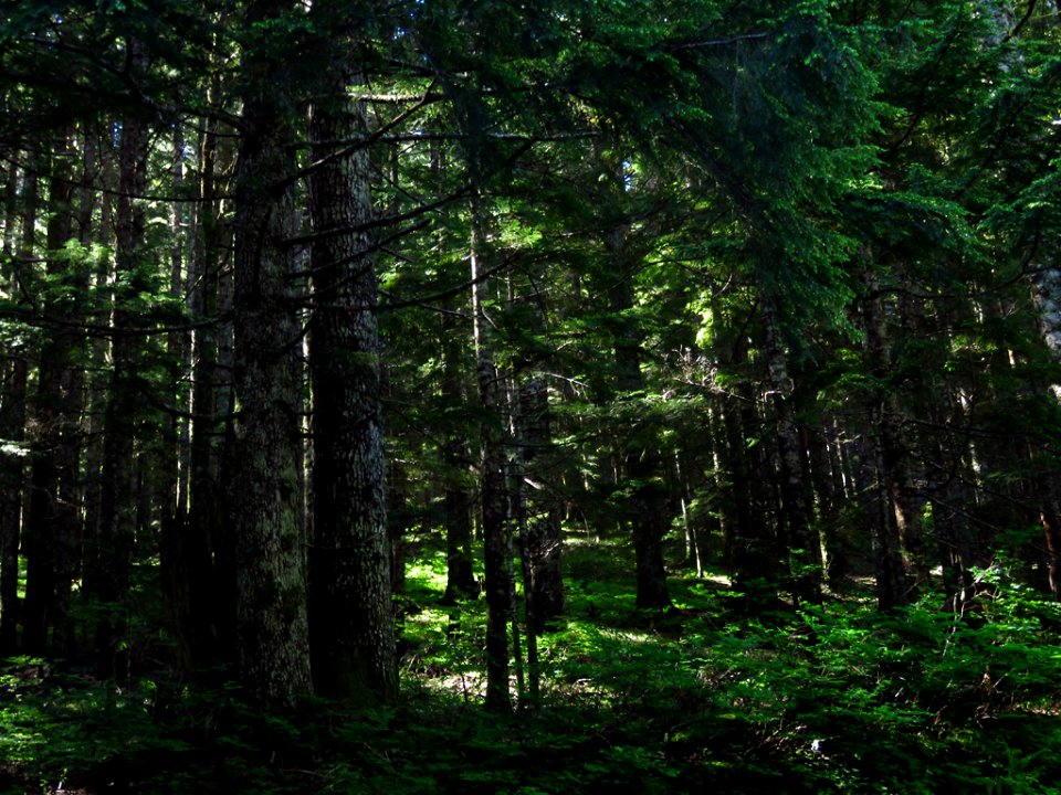 Larch Mountain in Oregon