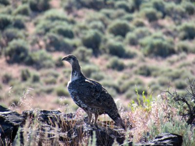 Sage Grouse