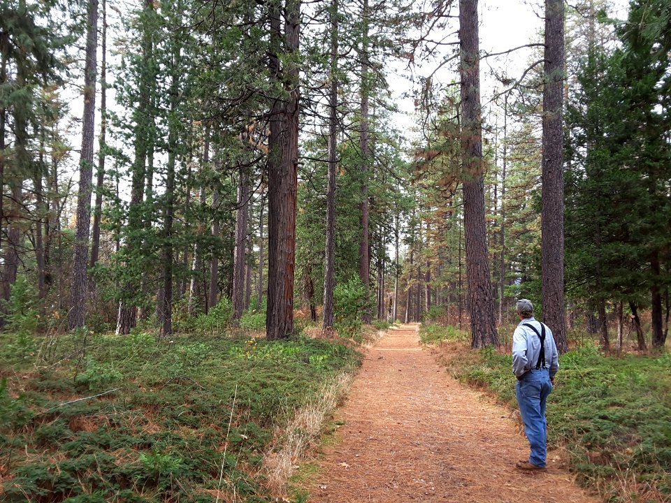 Round Mountain Bark Beetle