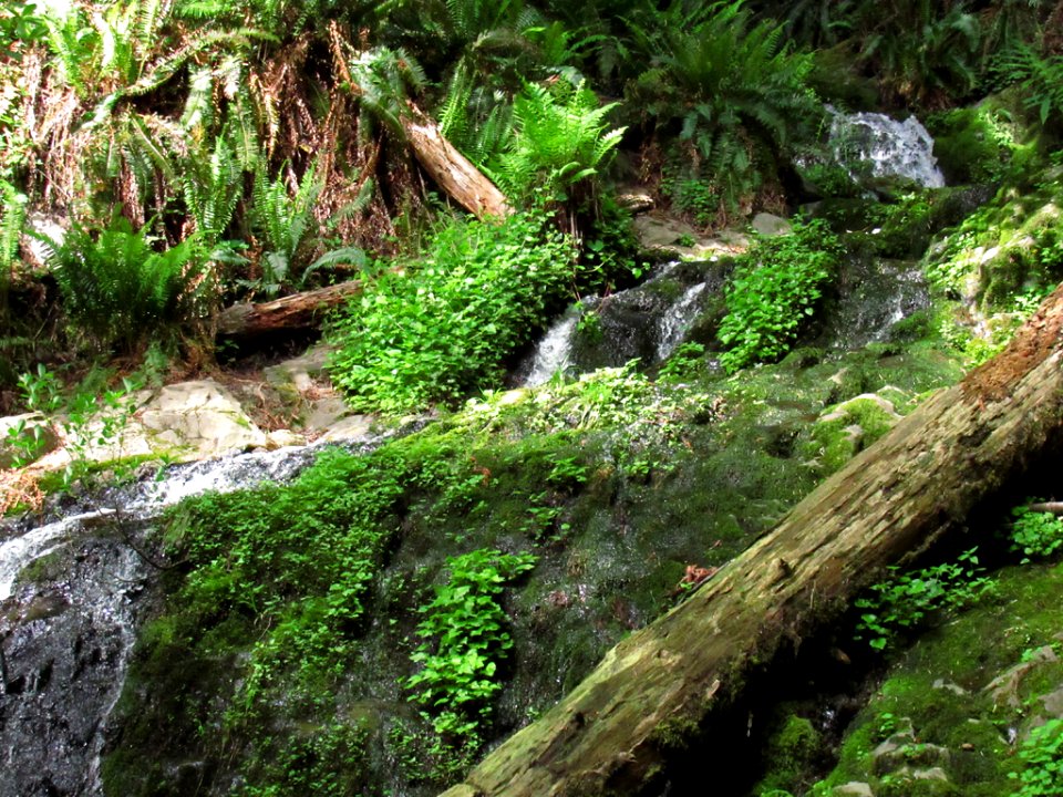 Fern Falls at Jedediah Smith Redwoods SP in California
