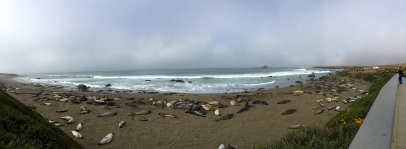 Piedras Blancas Elephant Seal Rookery photo