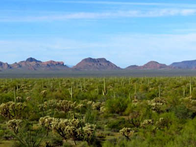 Organ Pipe Cactus NM in AZ