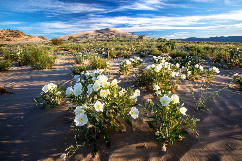 Cadiz Dunes Wilderness