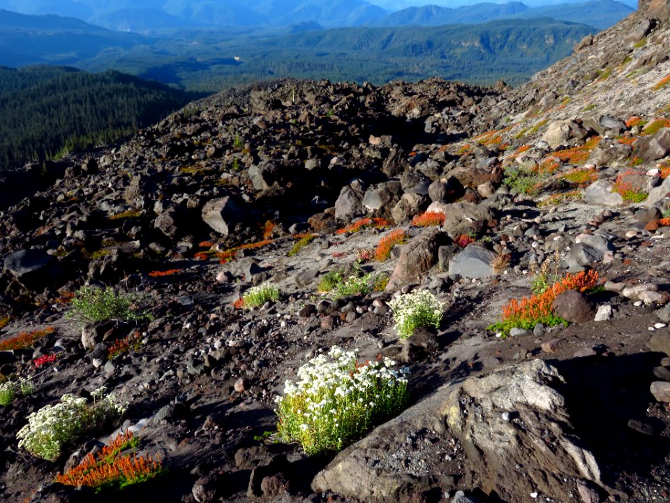 Mt. St. Helens Summit Trail in WA