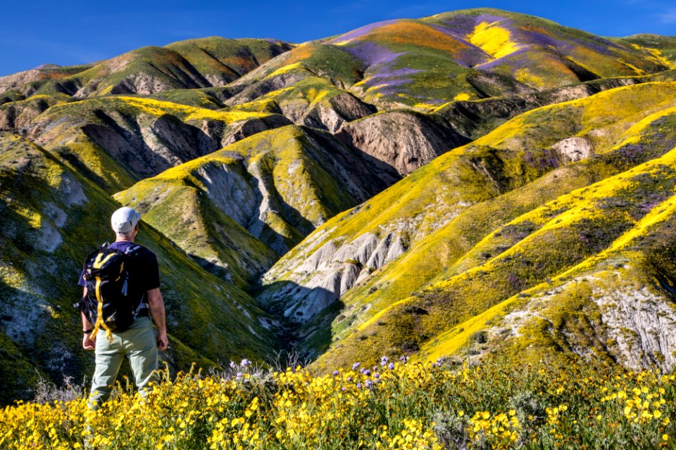 Super Bloom 2017 at Carrizo Plain National Monument