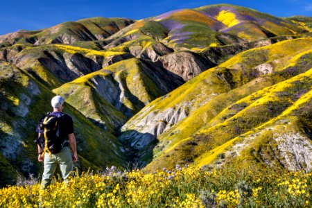 Super Bloom 2017 at Carrizo Plain National Monument photo