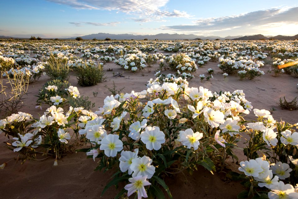Cadiz Dunes Wilderness