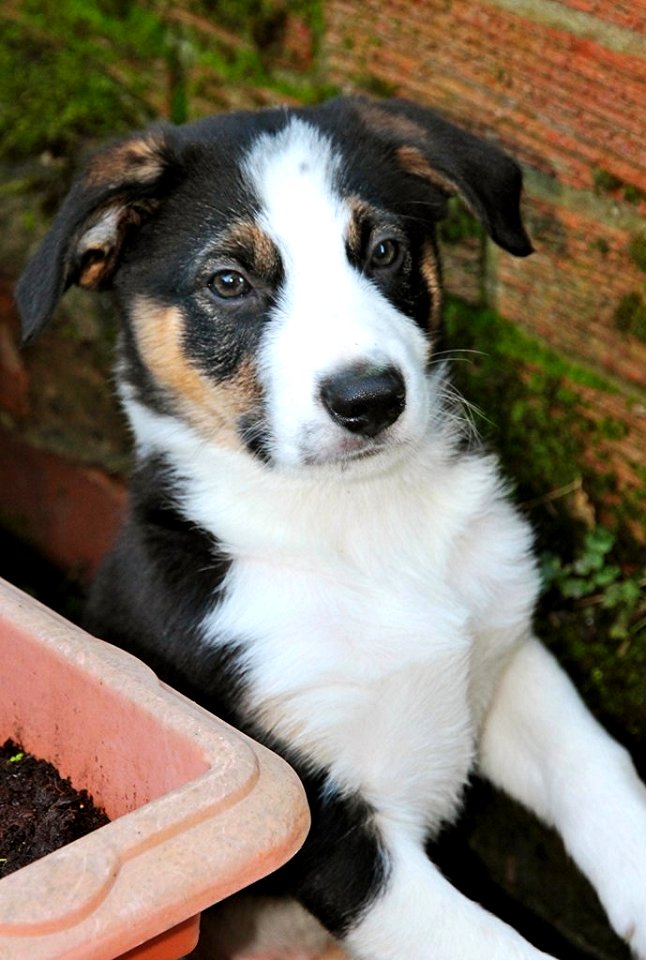 Max