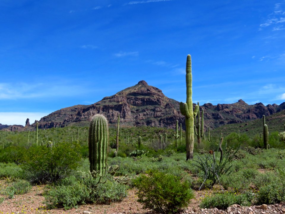Organ Pipe Cactus NM in AZ