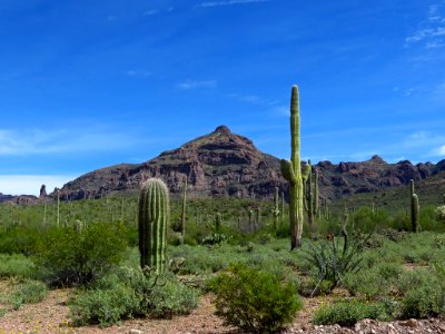 Organ Pipe Cactus NM in AZ photo