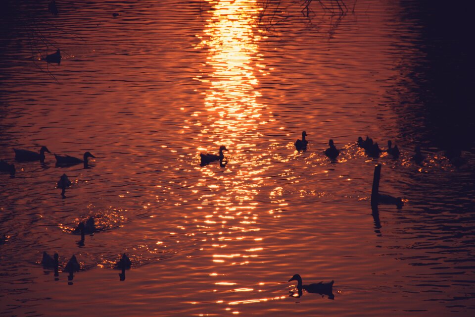 Water nature animal