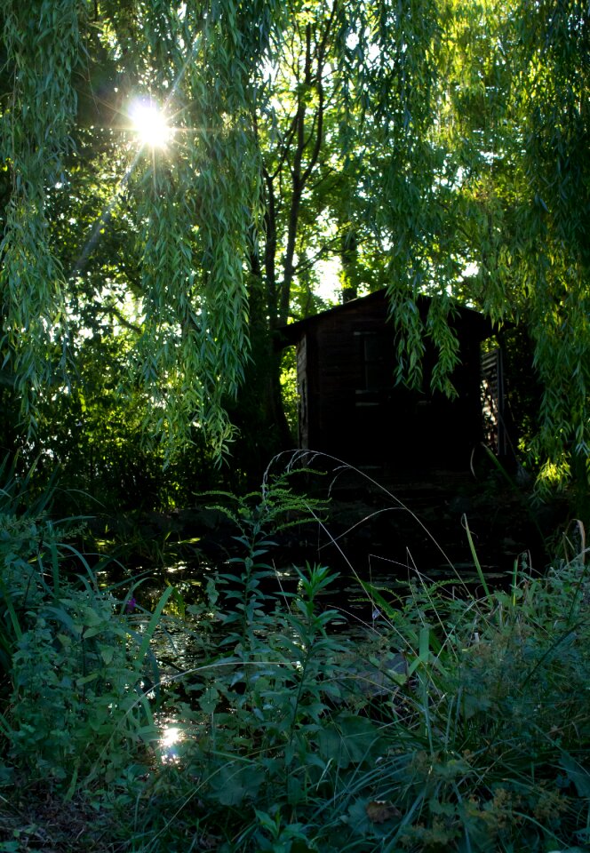 Sun backlighting forest