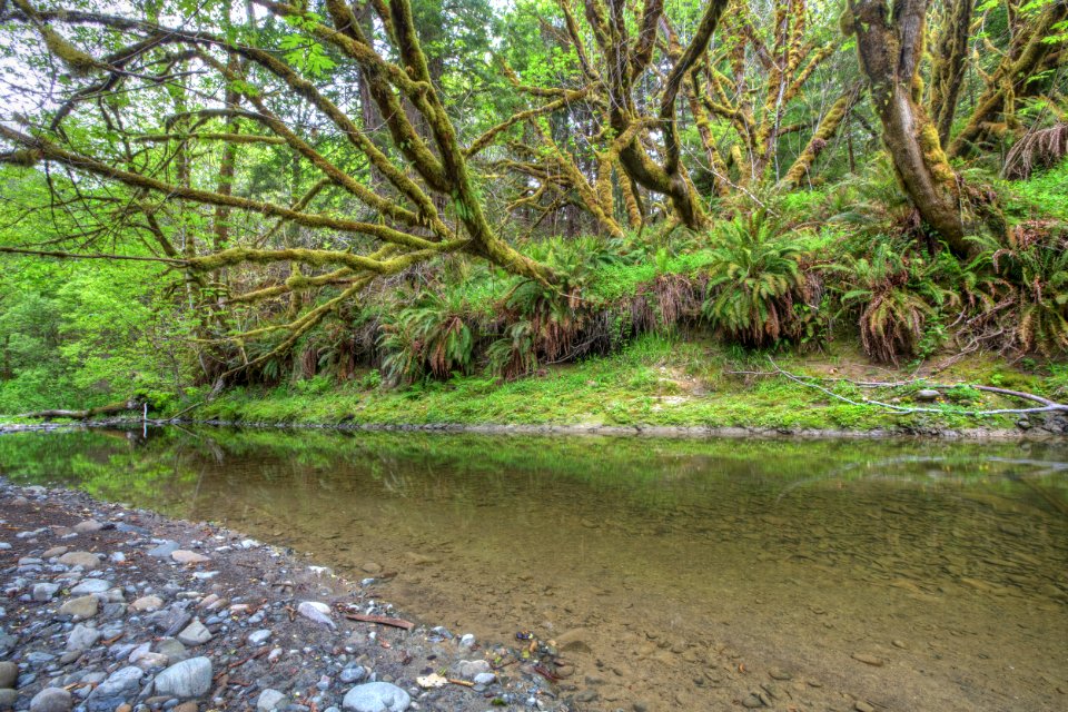 Headwaters Forest Reserve