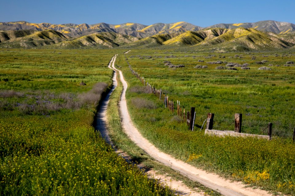Super Bloom 2017 at Carrizo Plain National Monument